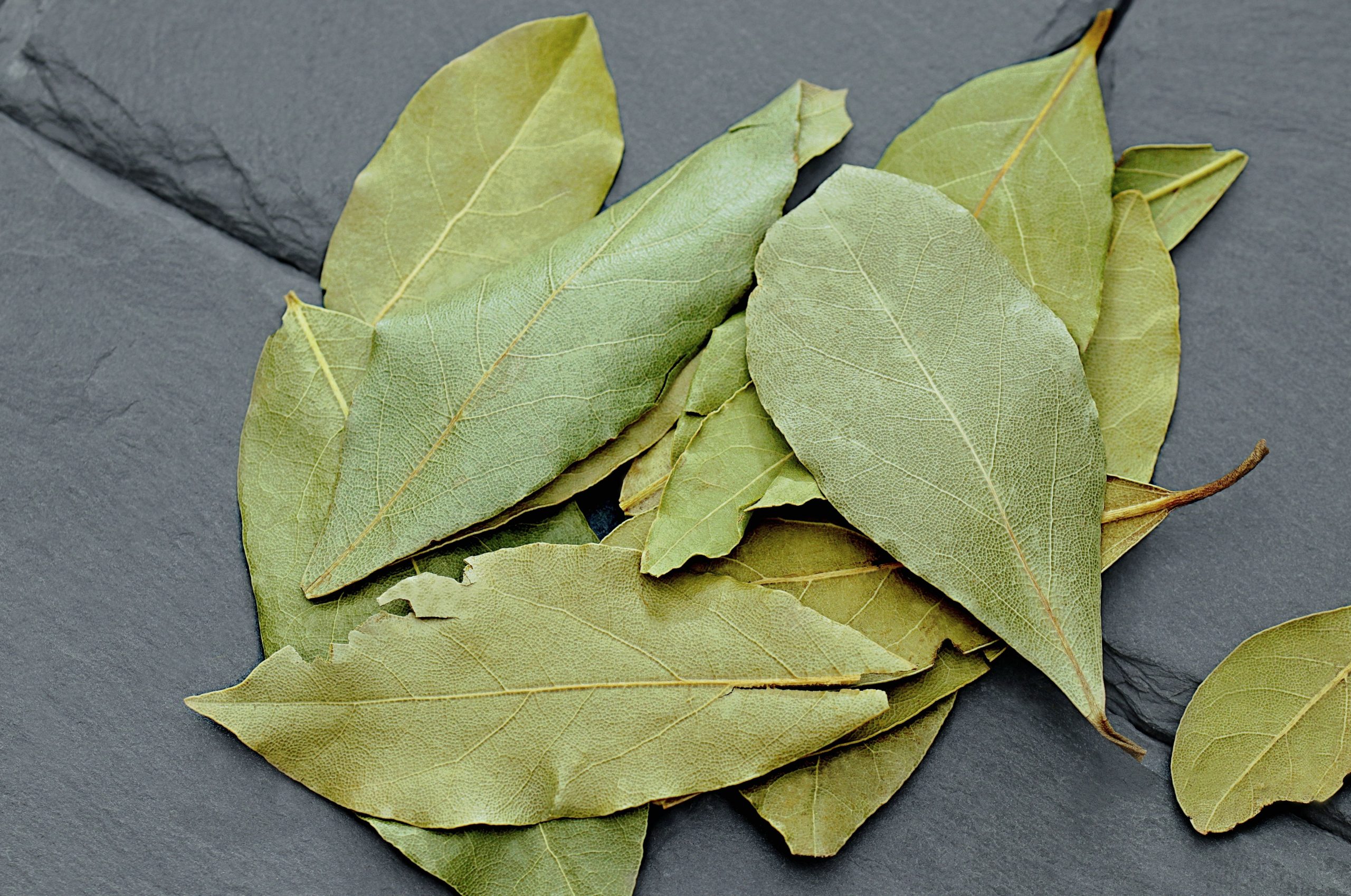 Feuilles de laurier séchées sur ardoise texturée
