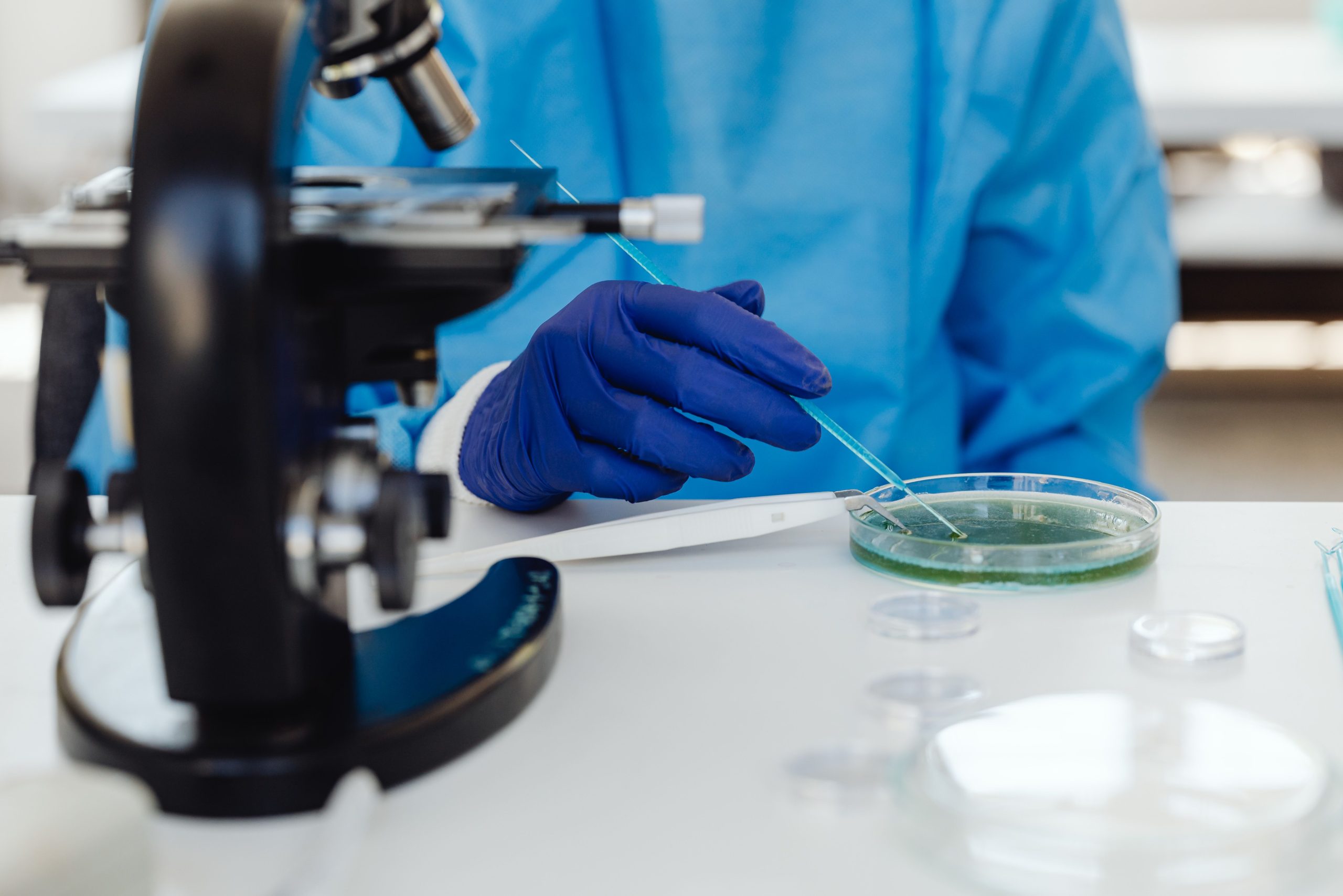 Scientifique examinant des cultures bactériennes
