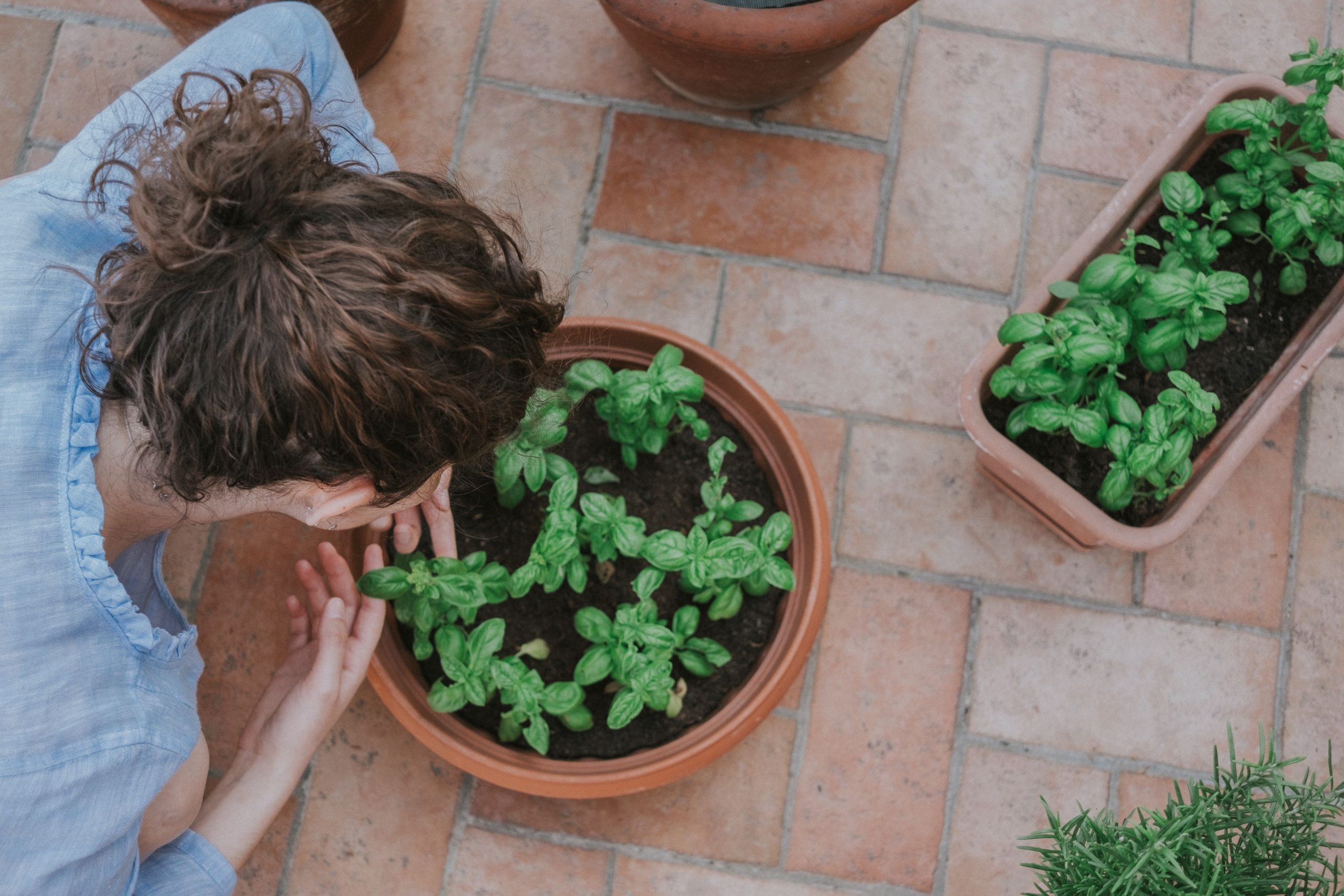 Femme cultivant du basilic en pots