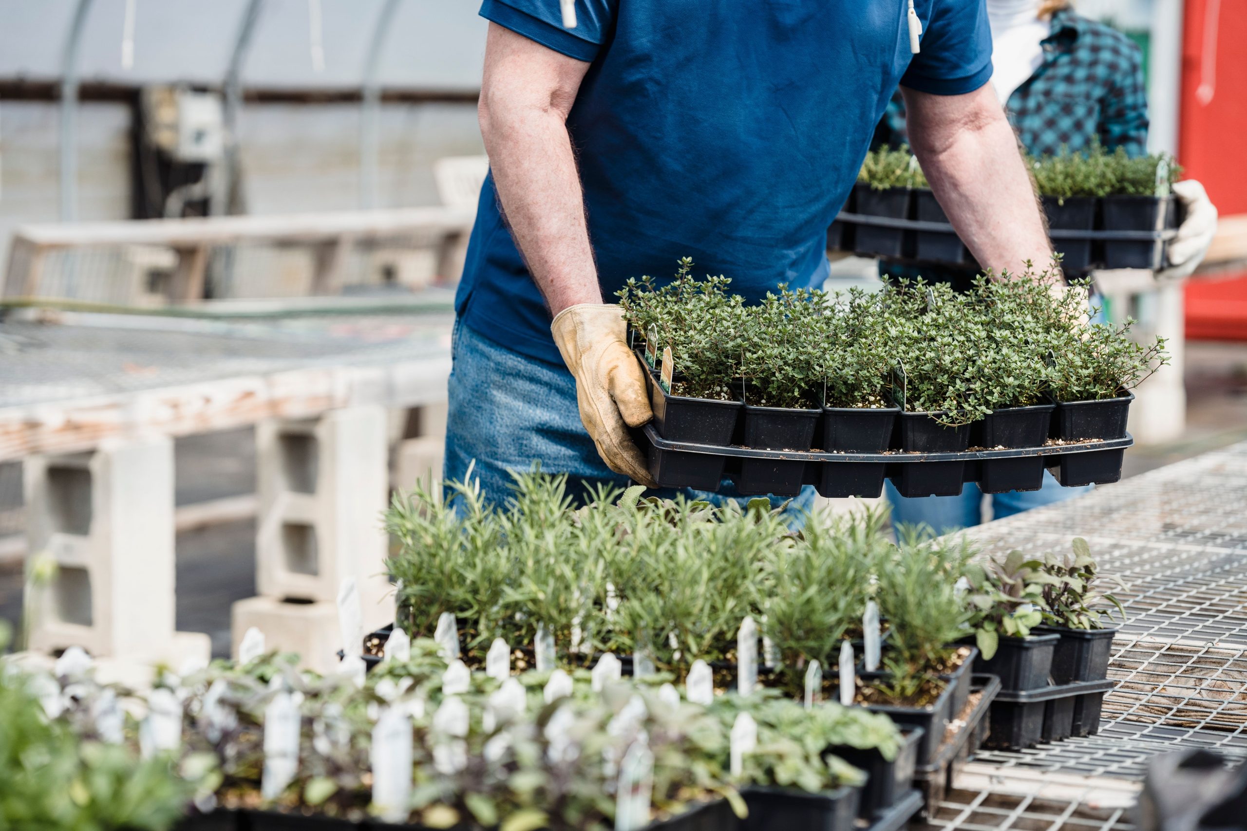Horticulteur avec plateaux de plants cultivés
