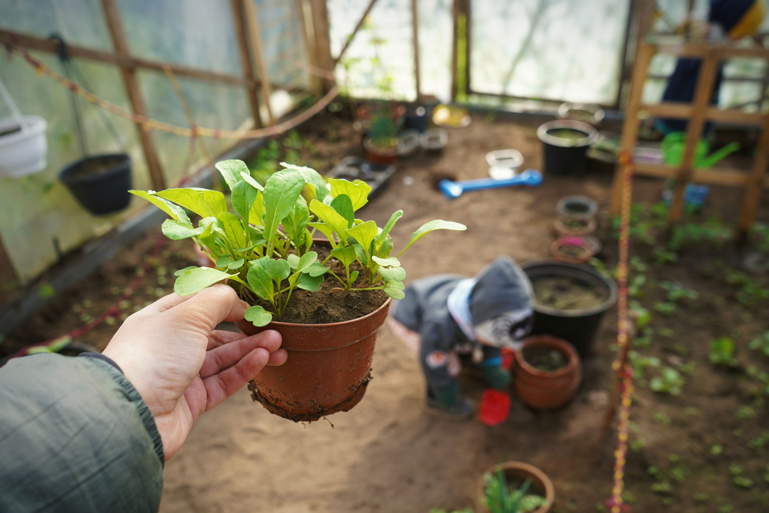 Mains tenant des plants en serre verdoyante